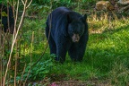 0393-zoo osnabrueck-black bear