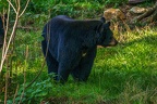 0394-zoo osnabrueck-black bear