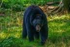 0395-zoo osnabrueck-black bear