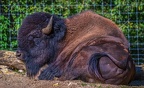 0396-zoo osnabrueck-bison