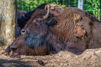 0397-zoo osnabrueck-bison