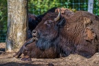 0398-zoo osnabrueck-bison