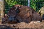 0399-zoo osnabrueck-bison