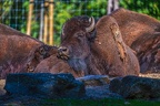 0400-zoo osnabrueck-bison