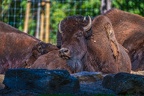 0401-zoo osnabrueck-bison