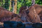 0403-zoo osnabrueck-bison