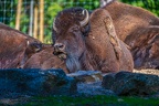 0404-zoo osnabrueck-bison
