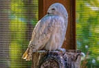 0405-zoo osnabrueck-snowy owl