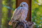 0406-zoo osnabrueck-snowy owl