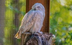 0407-zoo osnabrueck-snowy owl