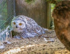 0408-zoo osnabrueck-snowy owl