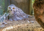 0409-zoo osnabrueck-snowy owl