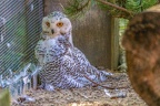 0410-zoo osnabrueck-snowy owl