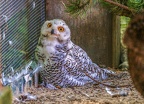 0411-zoo osnabrueck-snowy owl