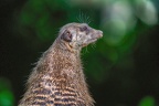 0412-zoo osnabrueck-meerkat