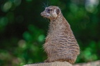 0413-zoo osnabrueck-meerkat