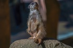0415-zoo osnabrueck-meerkat