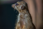 0416-zoo osnabrueck-meerkat