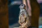 0417-zoo osnabrueck-meerkat