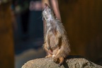 0418-zoo osnabrueck-meerkat