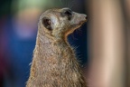 0422-zoo osnabrueck-meerkat