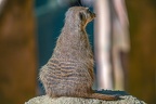 0424-zoo osnabrueck-meerkat