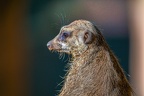 0426-zoo osnabrueck-meerkat