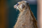 0427-zoo osnabrueck-meerkat