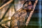0430-zoo osnabrueck-capuchin monkey