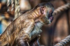 0431-zoo osnabrueck-capuchin monkey