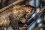 0432-zoo osnabrueck-capuchin monkey
