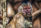 0433-zoo osnabrueck-capuchin monkey