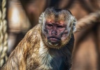 0434-zoo osnabrueck-capuchin monkey