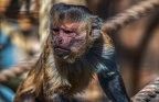 0435-zoo osnabrueck-capuchin monkey