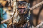 0436-zoo osnabrueck-capuchin monkey