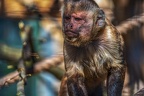 0437-zoo osnabrueck-capuchin monkey