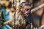 0438-zoo osnabrueck-capuchin monkey