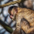0439-zoo osnabrueck-capuchin monkey