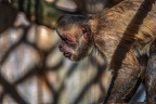 0440-zoo osnabrueck-capuchin monkey