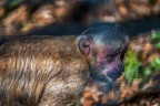 0441-zoo osnabrueck-capuchin monkey