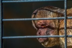 0442-zoo osnabrueck-capuchin monkey