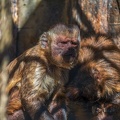 0443-zoo osnabrueck-capuchin monkey