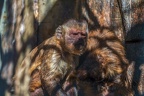 0443-zoo osnabrueck-capuchin monkey