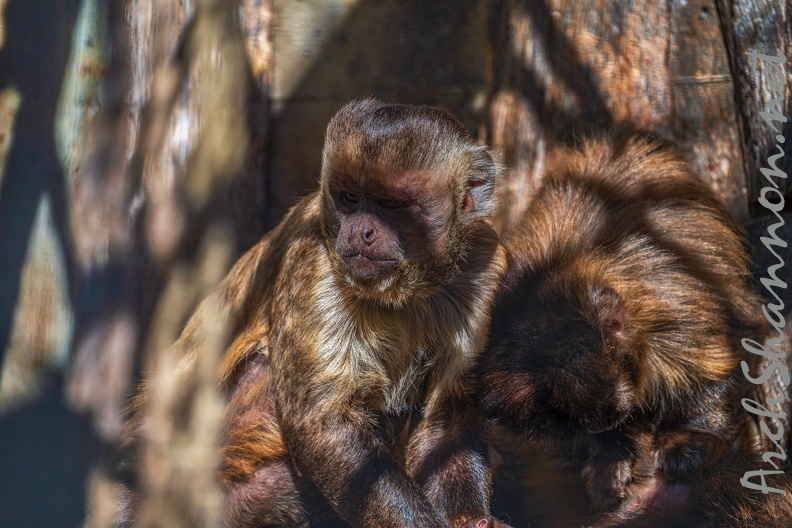 0444-zoo osnabrueck-capuchin monkey