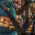 0445-zoo osnabrueck-capuchin monkey