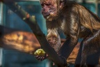 0445-zoo osnabrueck-capuchin monkey