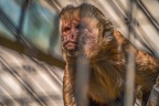 0446-zoo osnabrueck-capuchin monkey
