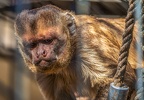 0447-zoo osnabrueck-capuchin monkey