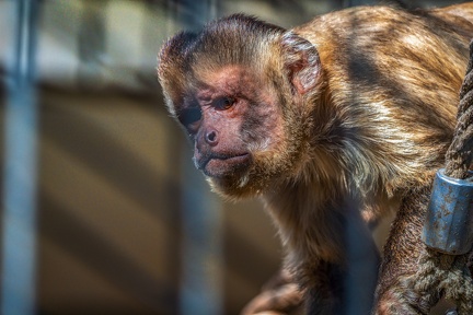 0448-zoo osnabrueck-capuchin monkey