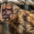 0449-zoo osnabrueck-capuchin monkey